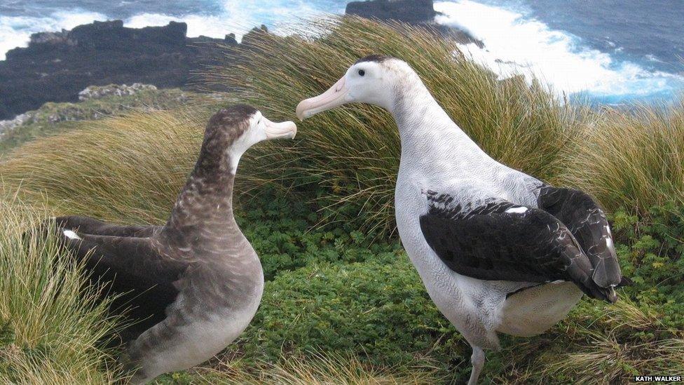 Antipodean albatross