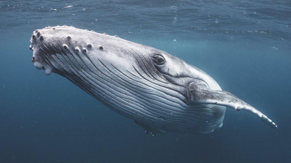 Humpback whale swims through the sea