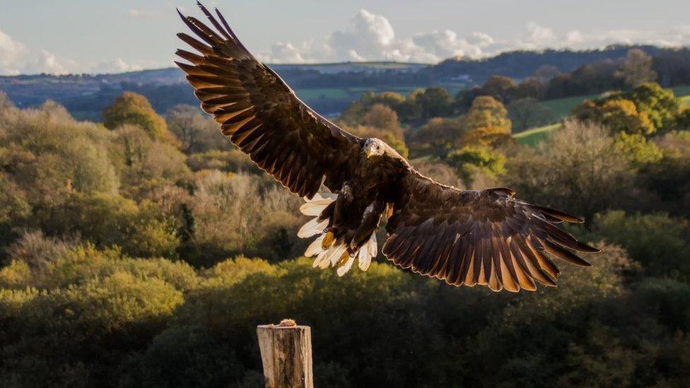 White tail sea eagle