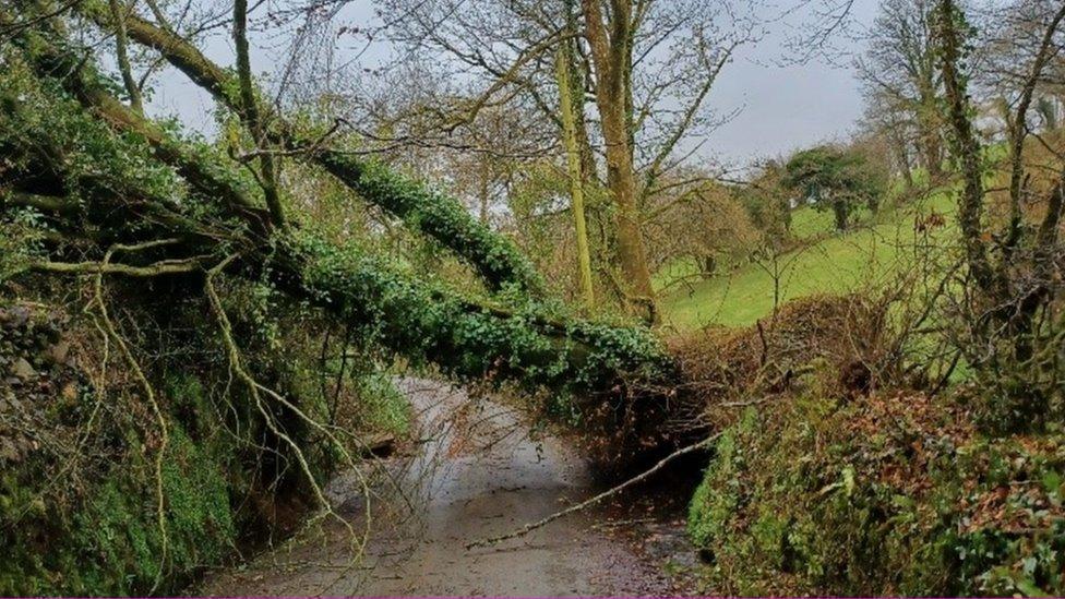 Fallen tree