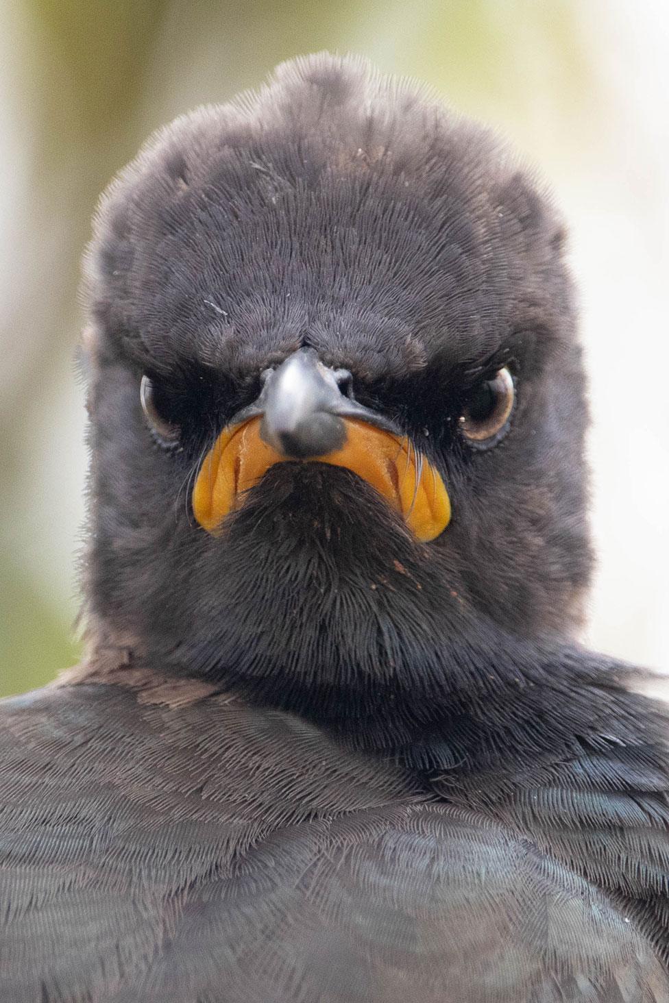 A pied starling