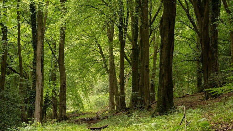 Woodland on Cooper's Hill