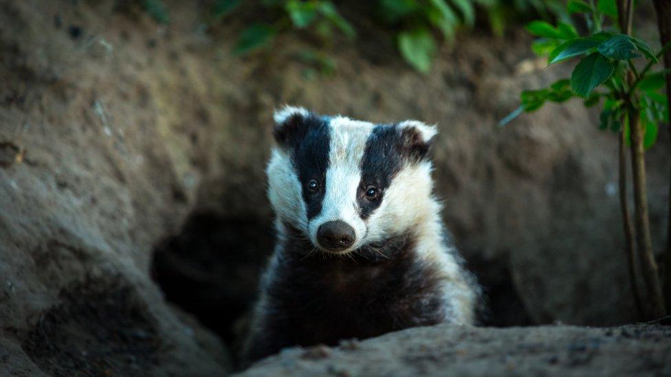 badger