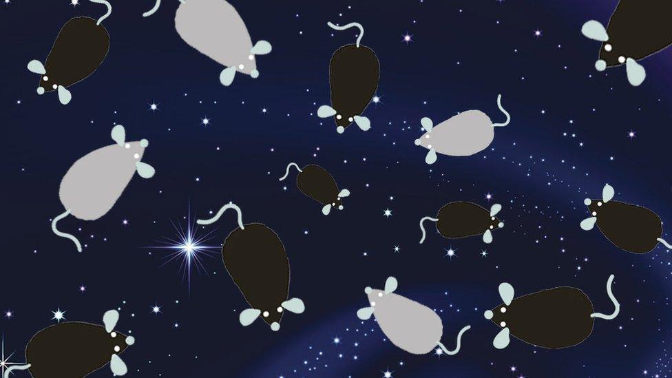 Mice in space