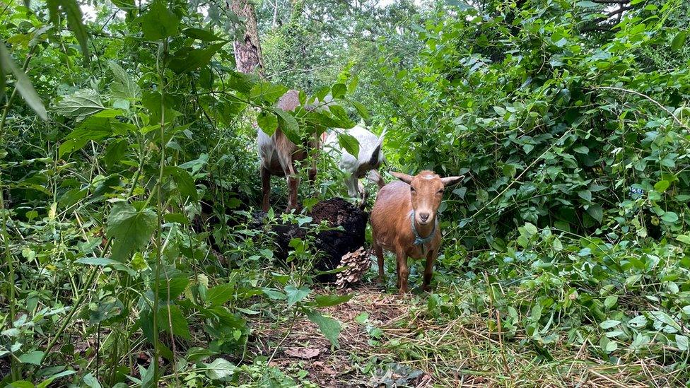 goats-in-manhattan-park