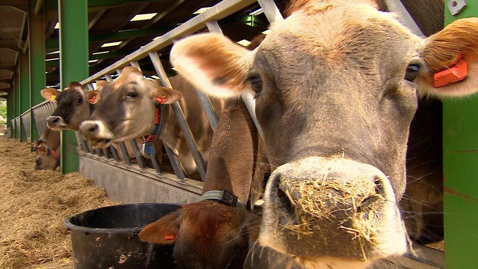 Cows on Woodlands Farm in Jersey