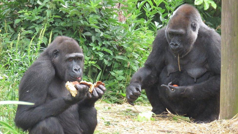 Western lowland gorillas