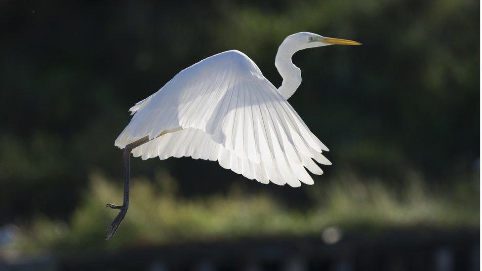 Great-white-egret.