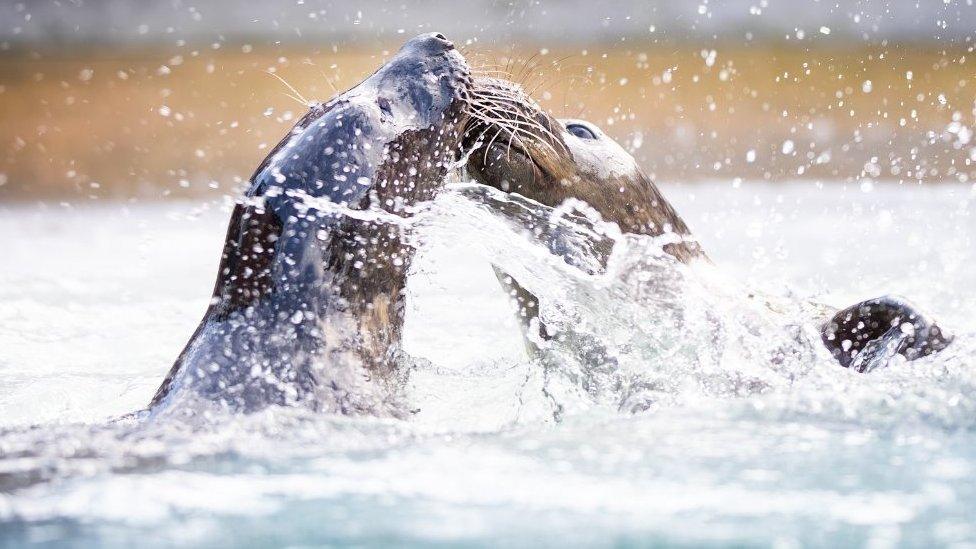 Two seal pups in water