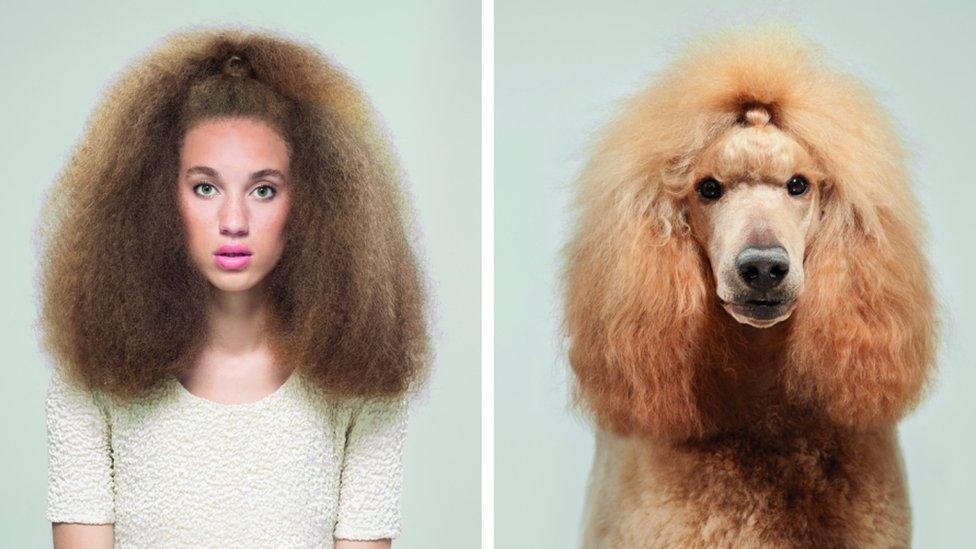 A woman stares forward with very big hair next to a picture of a poodle with lots of yellow fur.