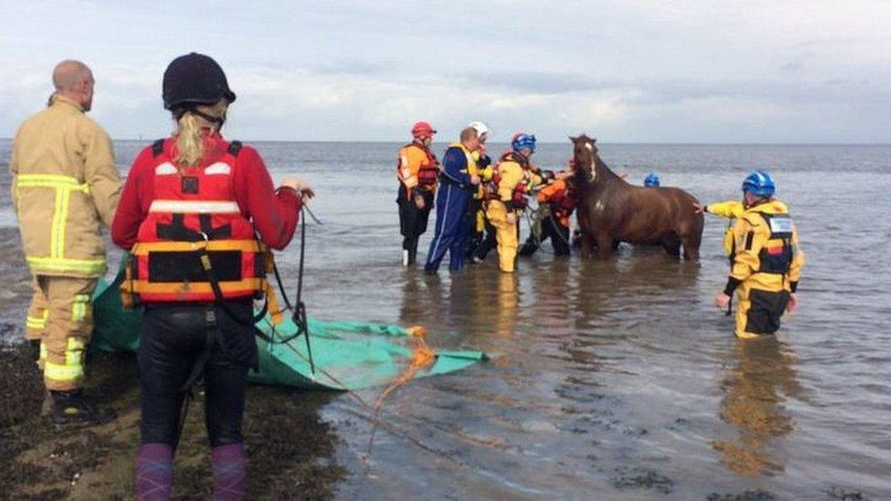 Horse rescued from the rising tides