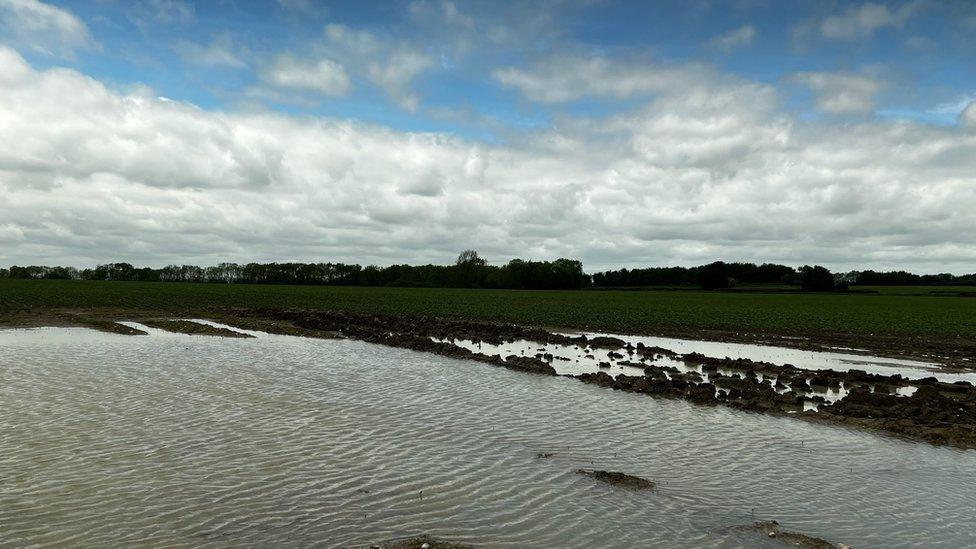 Lake in a wheat field