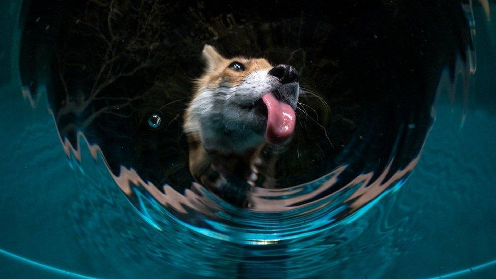 fox drinking water