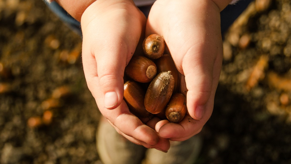 acorns-in-hands