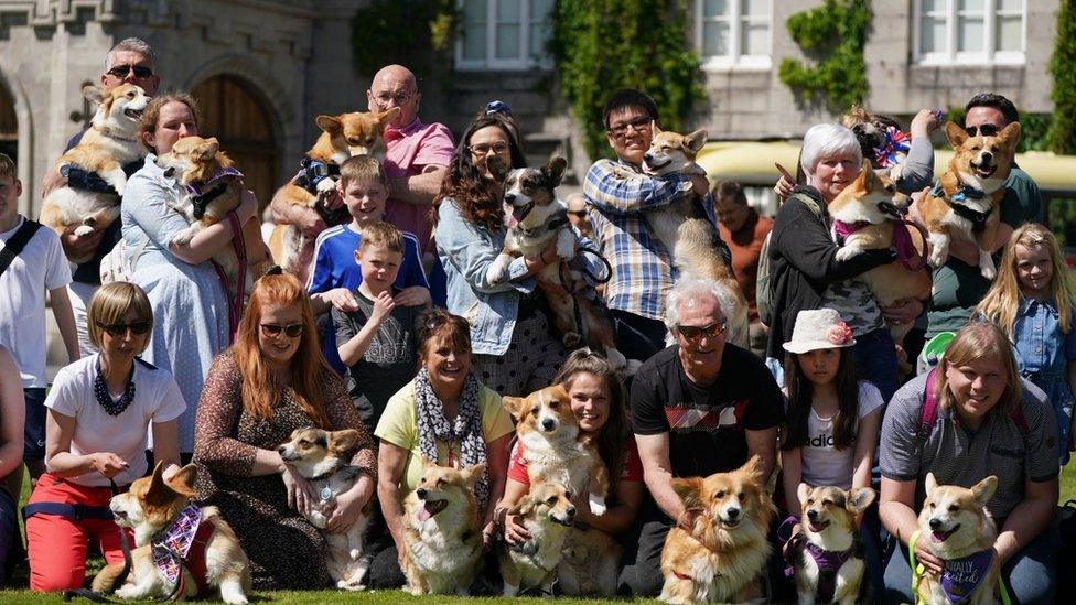 Corgis at Balmoral