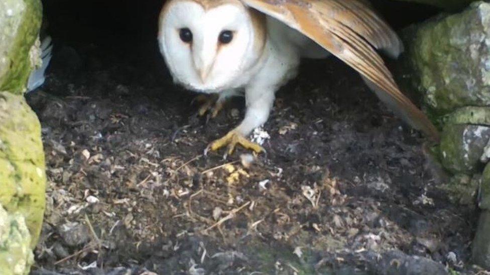 Adult barn owl