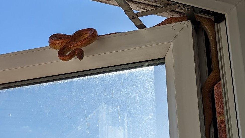 Snake on a window