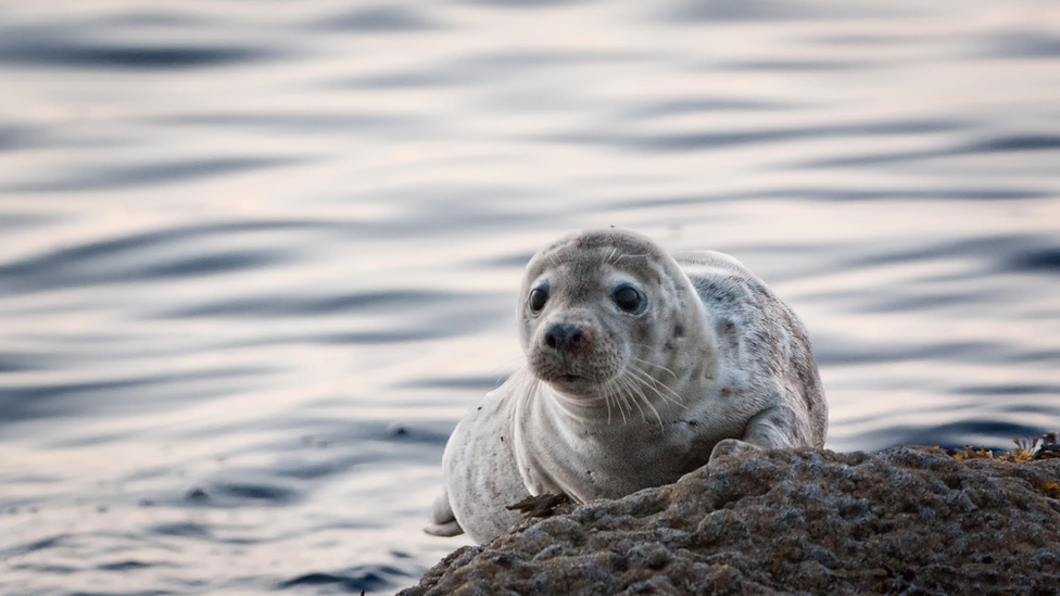 a seal perched on the rocks