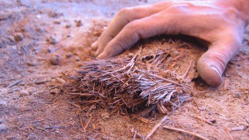 Seeds found during the excavations