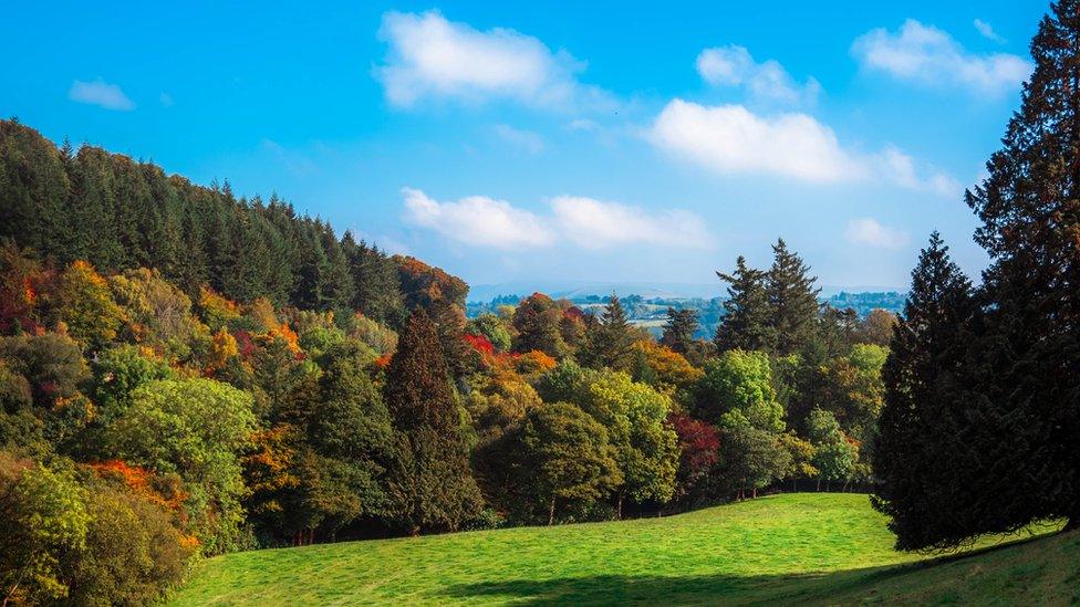 Bird shooting takes place across publicly-owned woodland in mid and south Wales