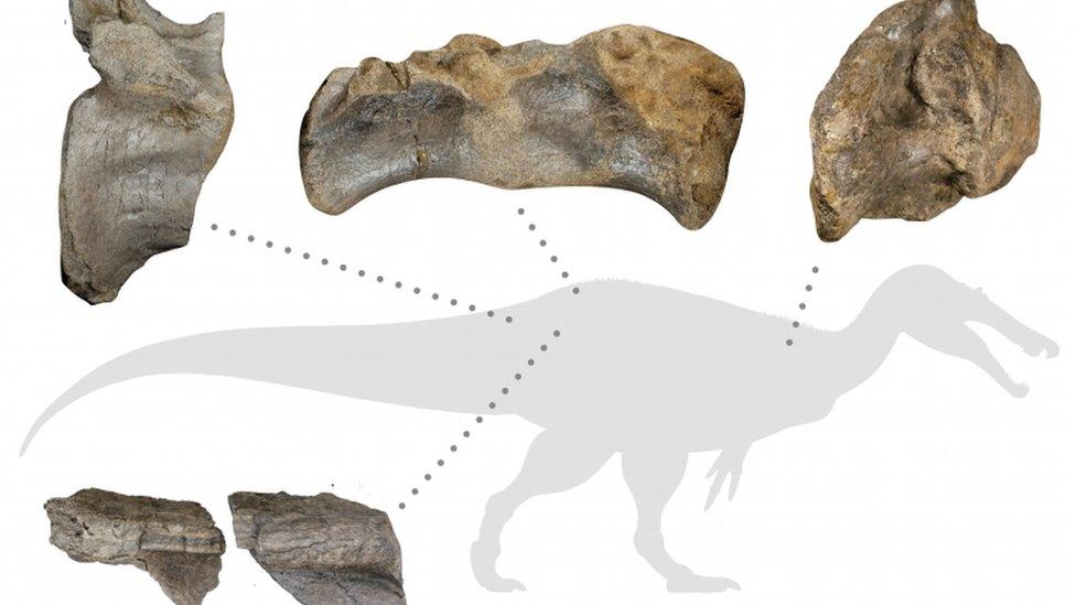 spinosaurid fossils