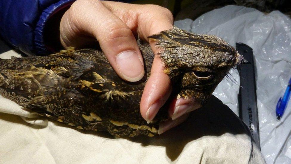 A nightjar being measured