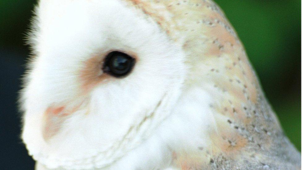 Barn Owl