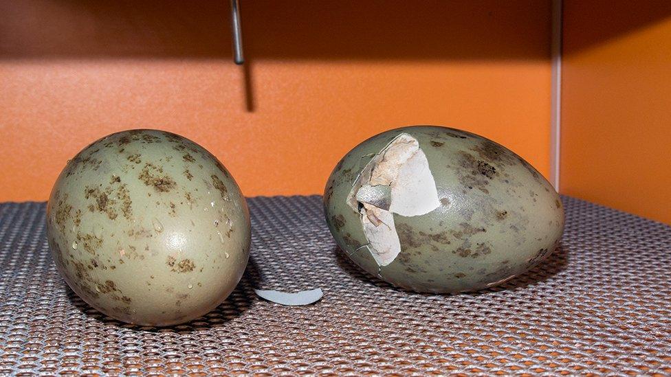 Great Bustard eggs hatching