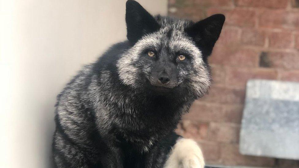 A photo of Shadow, the silver fox