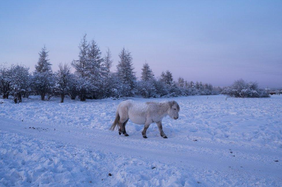 A horse walks alone at the edge of the village. The Yakut horse is a very rustic breed that forms the most northerly of horse breeds. Small and resistant, little domesticated, it supports the great thermal amplitudes of Yakutia by accumulating fat in autumn. This versatile pony is mainly raised for meat and holds a great place in the life, economy and spirituality of the Siberians. The inhabitants of Yakutia have no taboos concerning horse meat: breeding for this purpose is their main activity and represents in some villages up to 40% of the meat consumed.