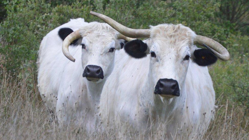 Welsh white cows