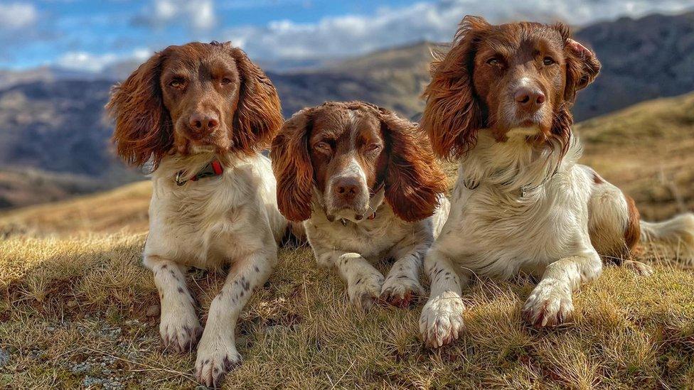 max-the-dog-with-brothers.