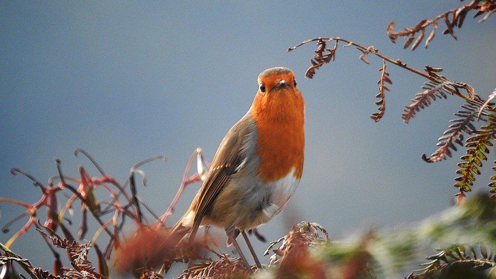 A robin