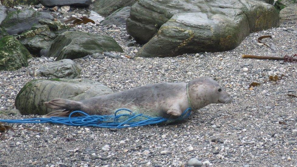 Seal