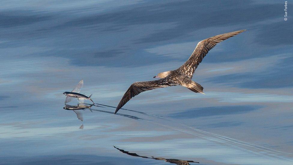 Bird catching flying fish