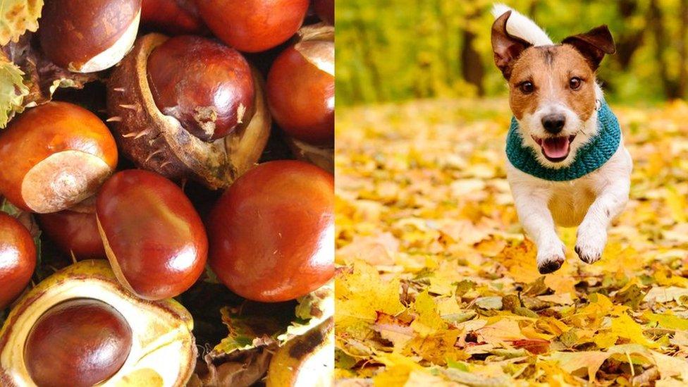 conkers-and-dog.