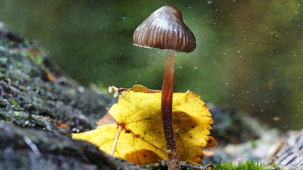 Magic mushroom