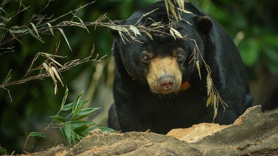 Sun bear (Image courtesy of Chester Zoo)