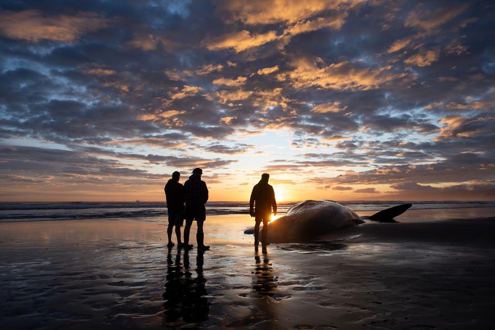 Maori perform karakia (incantations and prayer) to pay their respects to a sperm whale washed up at New Brighton, a suburb of Christchurch, New Zealand, on 5 November.