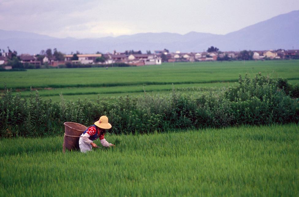 Rice harvesting Dali Yunnan China