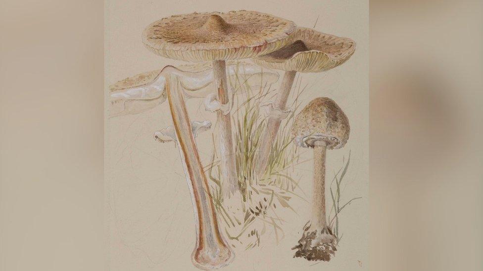 Macrolepiota procera, (parasol mushroom) by Beatrix Potter