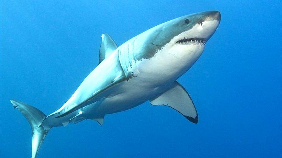 Great white shark