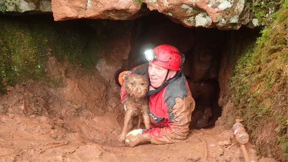 The dog being rescued