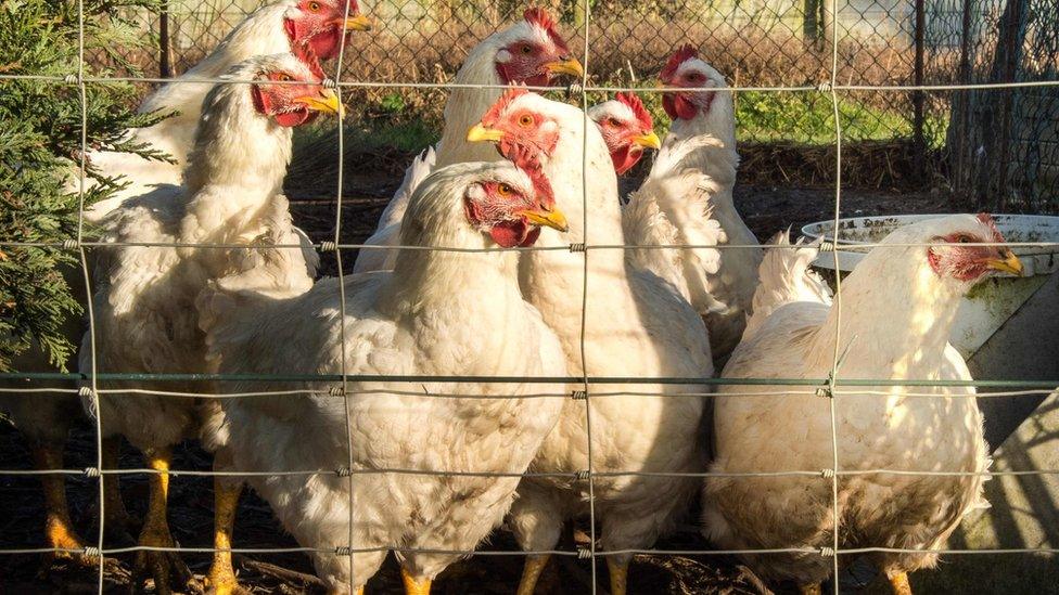 Chickens in farm in France