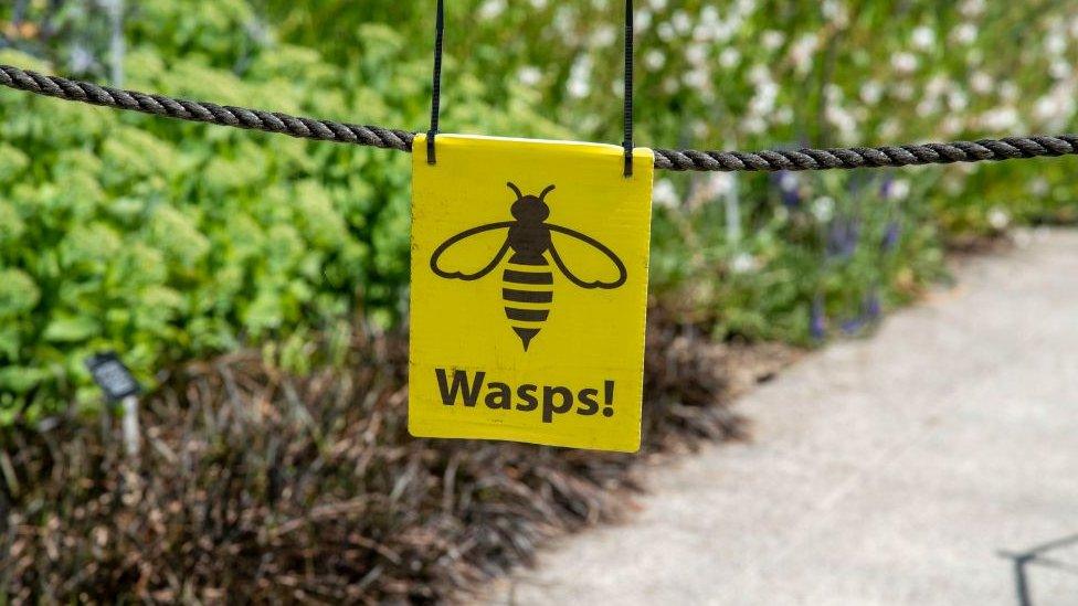 Sign saying "Wasps"