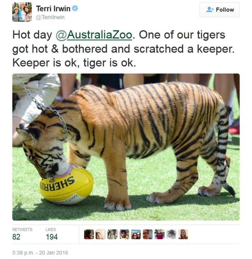 Tweet by Terri Irwin saying: "Hot day @AustraliaZoo. One of our tigers got hot and bothered and scratched a keeper. Keeper is ok, tiger is ok."