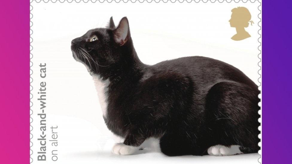 Black and white cat