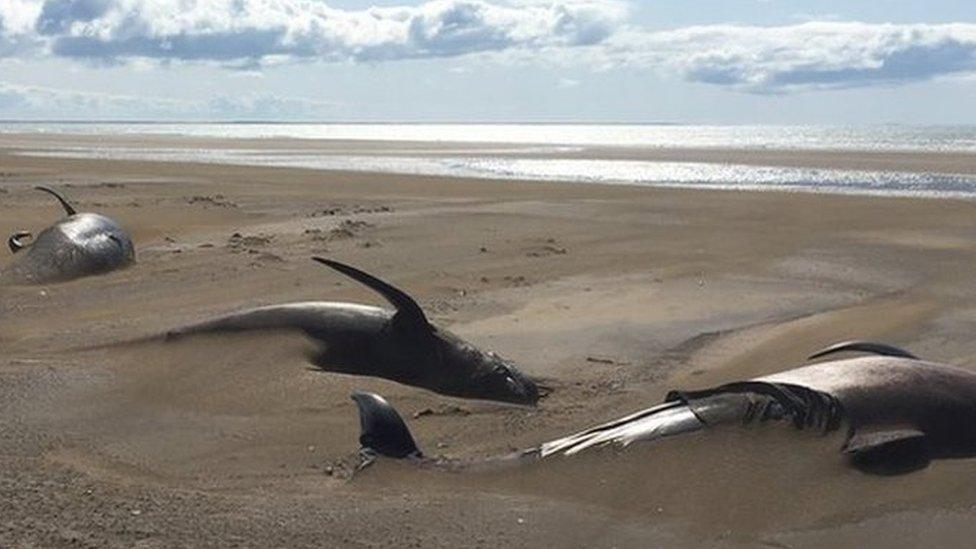 Pilot whales beached in Iceland