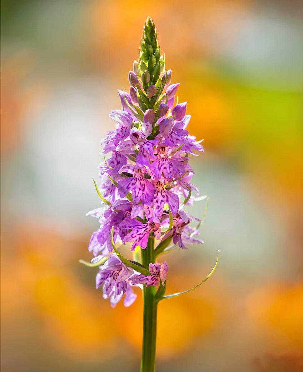 A plant stem with buds and purple flowers