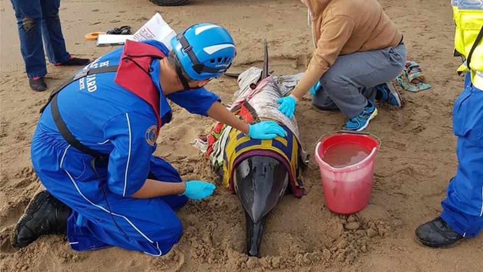 Stranded dolphin and rescuers